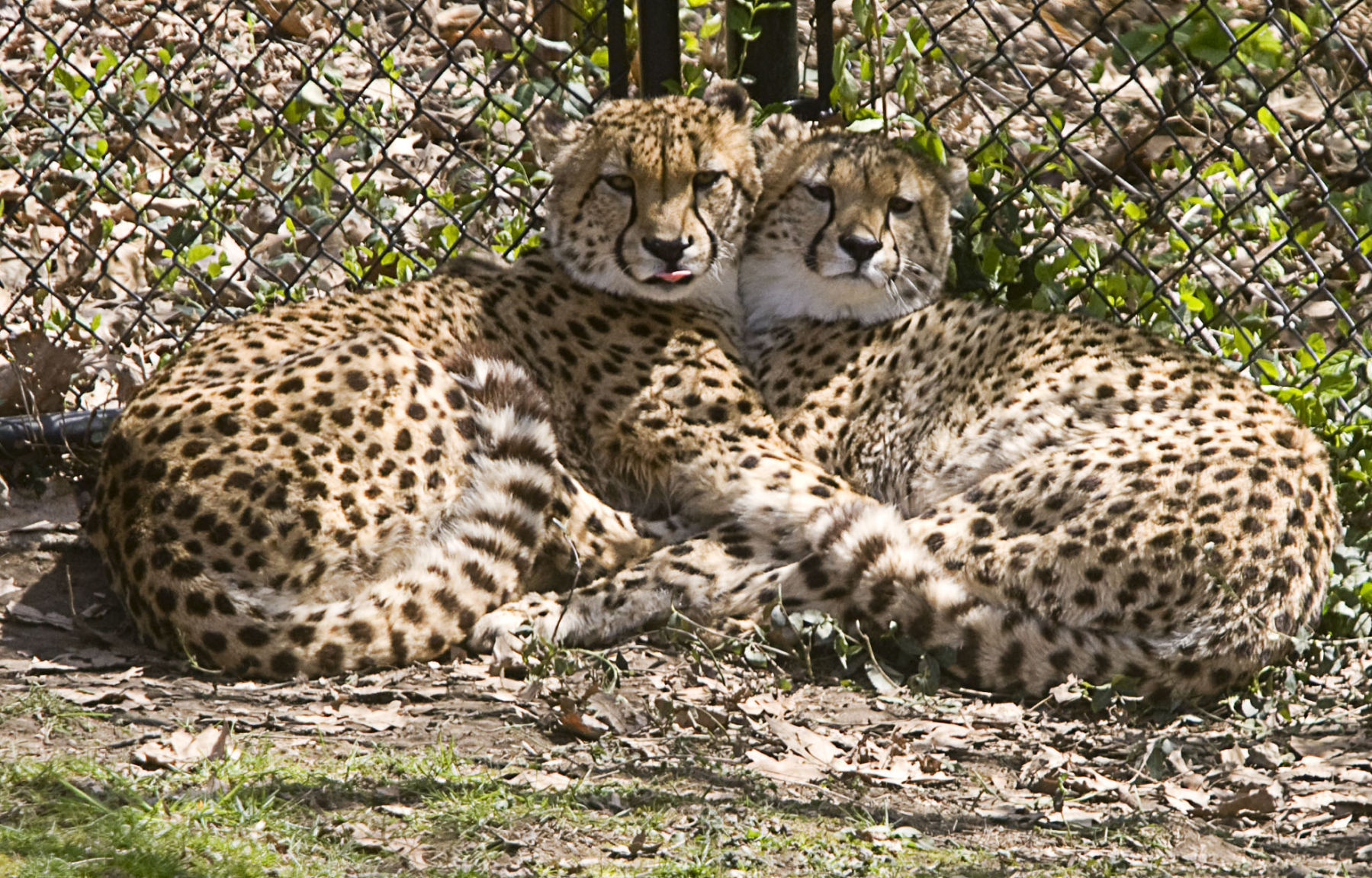 2016: Scovill Zoo Animals